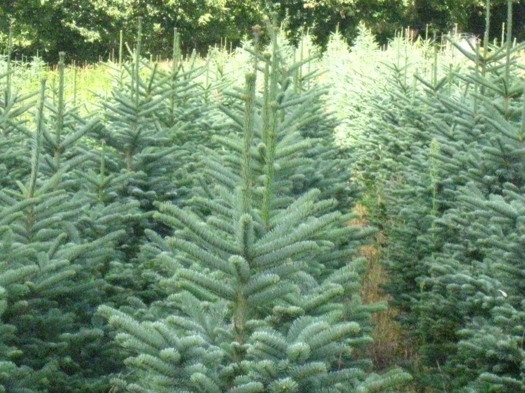 SAPIN NOBILIS Rochefort Sapins Grossiste de sapins de Noël à Rochefort