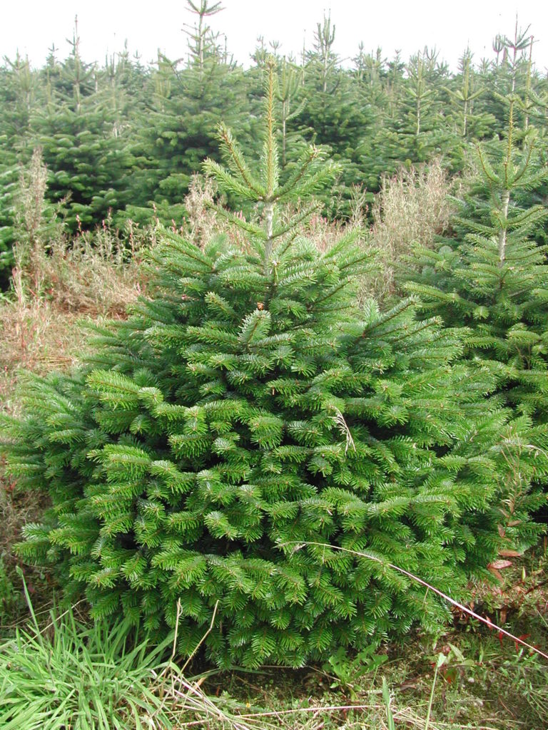 Grossiste Sapins Naturels - Rochefort Sapins : Grossiste de sapins de