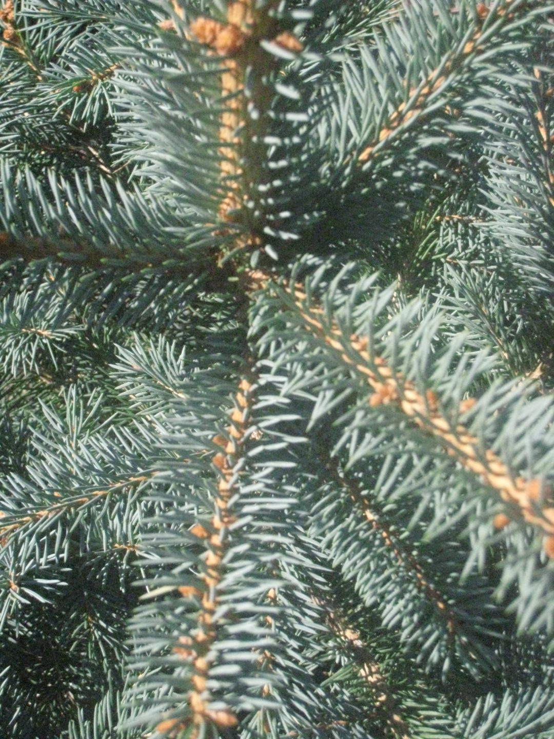 détail-sapin-Pungens - Rochefort Sapins : Grossiste de sapins de Noël à