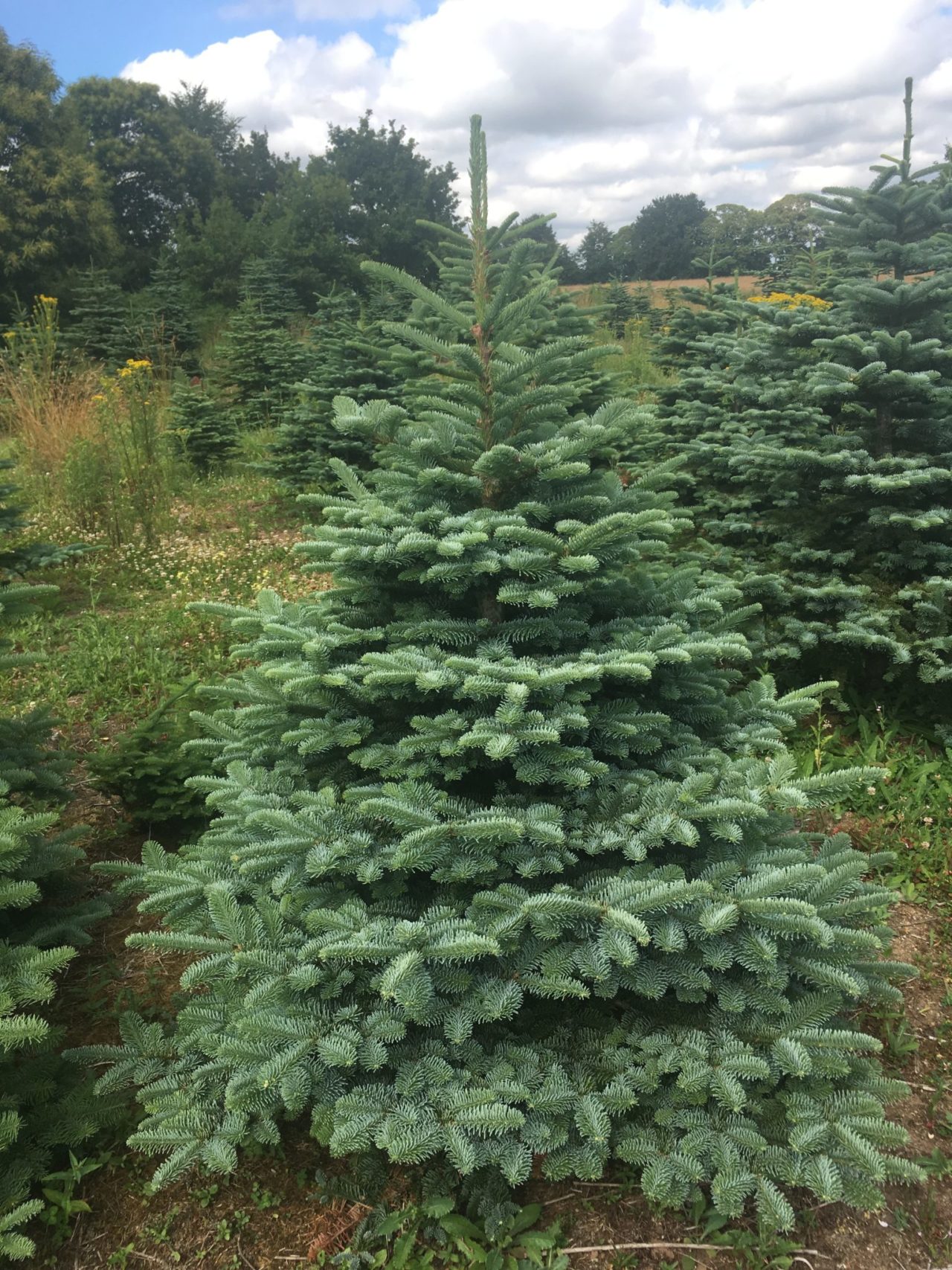 Grossiste Sapins Naturels - Rochefort Sapins : Grossiste de sapins de